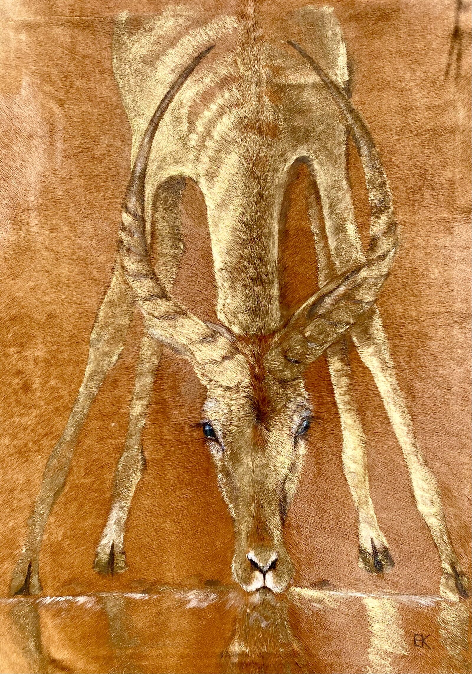 Steinbock aus der Untersicht mit symmetrischen Hörnern auf goldbraunem Fell